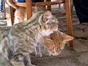 Ryabina and Markiz (the cats at my parents')