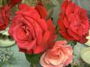 roses from Vera's dacha